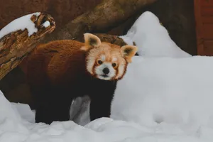 雪地棲息地中的小熊貓與圓木
