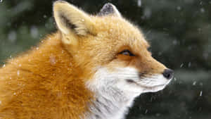 雪林中的紅狐，雪花飄落 — 狐狸 壁紙