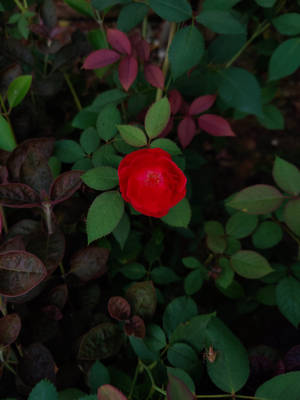 花園中一朵被綠色和酒紅色葉子環繞的亮紅玫瑰。 — 花卉 iPhone 壁紙