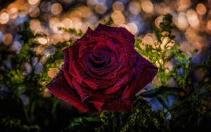 夜晚花園中，背後有發光燈光的帶露紅玫瑰。 — 玫瑰 壁紙