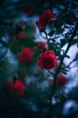 暮色花園中的紅玫瑰，背景模糊。