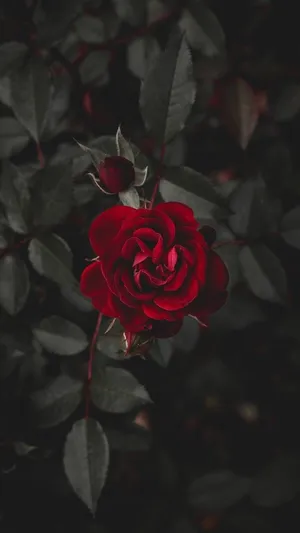 一朵深紅玫瑰搭配深綠色葉子,在情緒化的花園環境中。