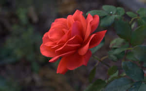 花園中的紅玫瑰與綠葉。