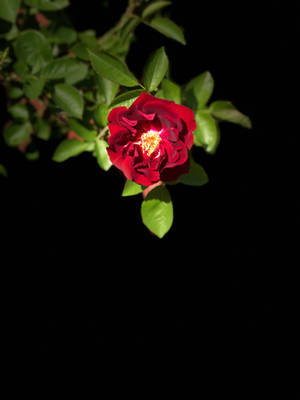 黑色背景上帶有發光花心的紅玫瑰 — 花卉 iPhone 壁紙