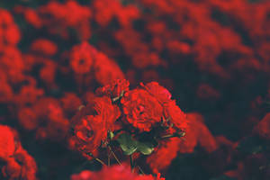 花園中一簇紅玫瑰，背景模糊。 — 紅色 壁紙