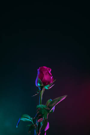 在深色背景上，一朵發光的洋紅色玫瑰花蕾帶有霓虹燈光。 — 玫瑰金 iPhone 壁紙