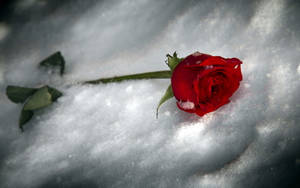 一朵紅玫瑰躺在雪中，花瓣和莖上有霜。