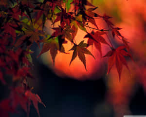 紅色楓葉映襯著溫暖的日落餘暉。 — 日本 壁紙