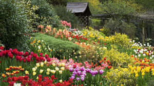 色彩繽紛的鬱金香花園，配有木製涼亭和綠植，在日光下。 — 花園牆外 壁紙