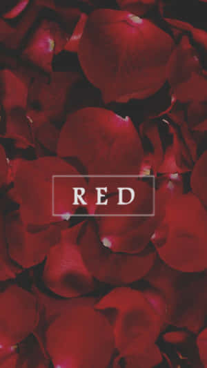 紅色玫瑰花瓣特寫，白色框中寫著RED。