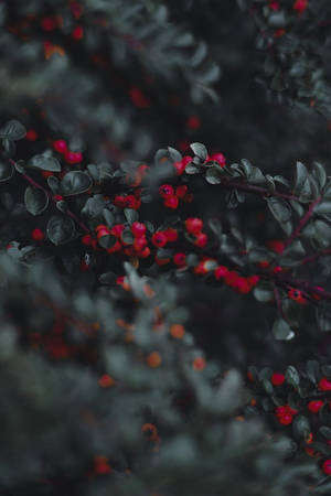 自然環境中深綠色樹枝上的一簇紅色漿果