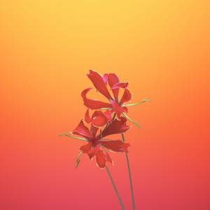 兩朵紅色花朵，背景為溫暖的橙色和粉紅色漸變。 — 花卉 iPhone 壁紙