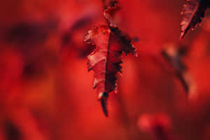 紅色背景 — 紅色 壁紙