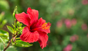 花園中一朵帶有黃色中心和綠葉的亮紅色芙蓉花。