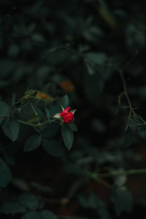 深綠色樹葉中的紅色玫瑰花蕾，淺景深。 — 美學手機GIF 壁紙