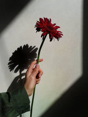 手拿紅色花朵在陽光下在牆上投射陰影 — 花卉 iPhone 壁紙