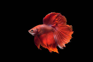 一條紅色鬥魚，魚鰭飄逸，襯以黑色背景。