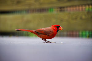一隻鮮紅色的紅雀鳥站在木柵欄附近的人行道上。 — 鳥 壁紙