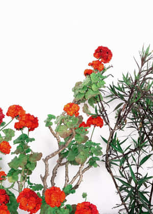 紅色天竺葵和綠色葉子沿著白牆生長。 — 紅色 壁紙
