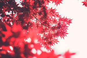 秋天鮮紅的楓葉，背景柔和的散景。 — 紅色 壁紙