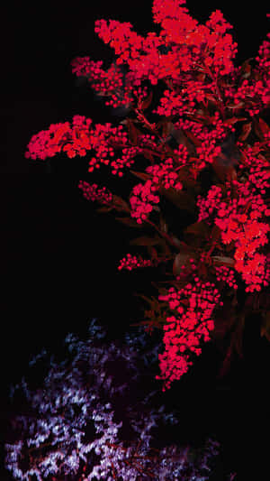 在深色背景下發光的紅色和紫色花朵。 — 設計 壁紙