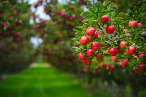 一排排蘋果樹掛滿成熟的紅色果實，在陽光明媚的果園中。 — 紅色 壁紙