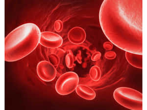 顯微鏡下紅血球在血管中流動的視圖。 — 血 壁紙