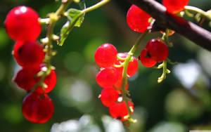 一串成熟的紅加侖子在明亮的陽光下掛在綠色藤蔓上。 — 植物 壁紙