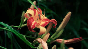 一朵沾滿露珠的橙紅色萱草花，帶有綠色莖和花蕾。 — 紅色 壁紙
