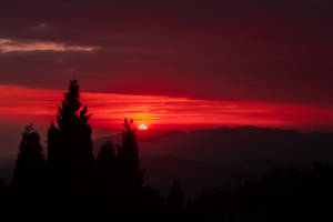 剪影樹木映襯著遠山上方鮮豔的紅色夕陽。