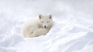 一隻白色北極狐在深雪中蜷縮睡覺。 — 九尾狐 壁紙