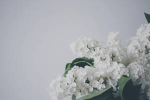 白色丁香花與綠葉的極簡構圖。