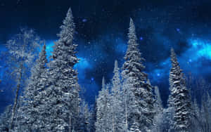 在閃爍藍色星雲的星空夜空下的雪松。