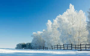 在清澈的藍天下，白雪覆蓋的冬季田野中的結霜樹木和柵欄。