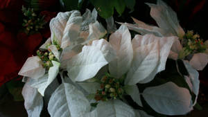 白色聖誕紅植物，帶有綠色中心和深色葉子。