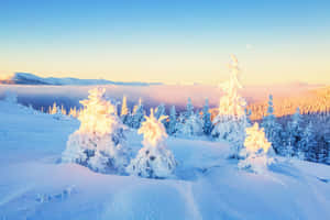 白雪覆蓋的松樹沐浴在日出光芒中，雲海之上。