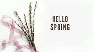 柳枝、粉紅色絲帶和hello spring文字在白色背景上