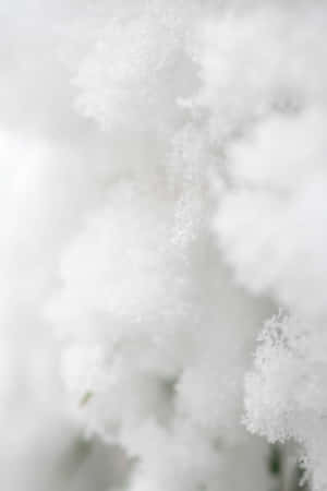 冬日場景中積雪覆蓋樹枝的特寫。