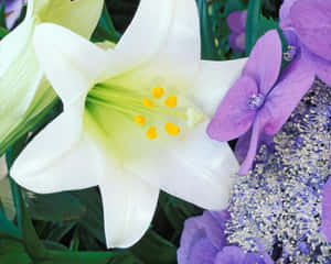 花園中帶有綠葉的白色百合和紫色繡球花。 — 紫色花朵 壁紙