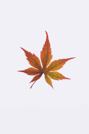 一片色彩繽紛的秋色楓葉，背景為淺灰色。