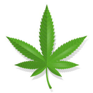 一片風格化的綠色大麻葉，帶有鋸齒狀邊緣和莖，投下柔和的陰影。