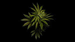 一棵大麻植物，帶有鋸齒狀綠色葉子，背景為黑色。