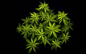 黑色背景上的一簇亮綠色大麻葉。