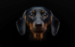 一隻黑褐色臘腸犬在黑色背景上，用明亮的眼睛直視前方。 — 小狗 壁紙