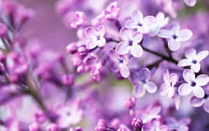 一簇紫色丁香花，柔焦，背景模糊。