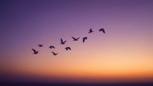 鳥兒在紫色和橙色的日落天空中呈V字形飛行