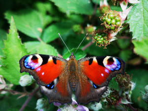 孔雀蛺蝶停在綠葉和漿果上