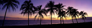 棕櫚樹剪影映襯著海洋上紫橙色的夕陽