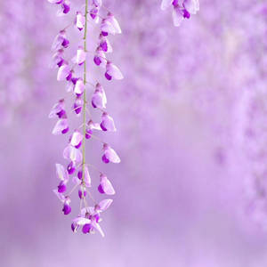 一簇懸掛的紫色紫藤花，焦點柔和。 — 紫色花朵 壁紙