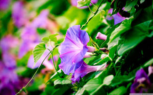 自然光下，帶有綠葉的紫色牽牛花。 — 紫色花朵 壁紙